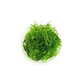 Akvaryum Balık Avm Akvaryum Bitkileri Vesicularia Dubyana Java Moss Cup Canlı Bitki