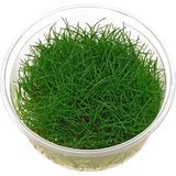 Akvaryum Bitkileri Akvaryum Bitkisi Mini Parvula (In Vitro) 7 cm Çapında Kolay Bakım Gerektiren Yeşil Bitki