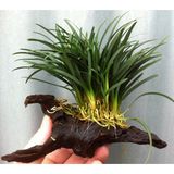Akvaryum Bitkileri Akvaryumbitkileri Ophiopogon japonica - 1 Kök Orta Işık İhtiyacı ve Orta Bakım Gereksinimi