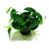 Akvaryum Bitkileri Anubias Barteri 6-8 Yapraklı Canlı Bitki Kök Özellikli Sağlıklı Bitki