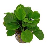 Akvaryum Bitkileri Anubias Barteri Round Golden Coin 6-8 Yapraklı Canlı Bitki