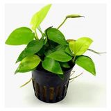 Akvaryum Bitkileri Anubias Nana Gold 6-7 Yapraklı Canlı Bitki