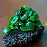 Akvaryum Bitkileri Anubias Petite Saksı Canlı Bitki 3-5 cm Uzunlukta Orta Işık İhtiyacı