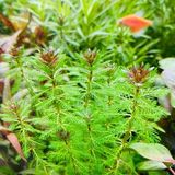 Akvaryum Bitkileri Atakan Petshop Myriophyllum Proserpinacoides Saksı Canlı Bitki Koyu Yeşil Yapraklı Sağlam Akvaryum Bitkisi