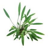 Akvaryum Bitkileri Cryptocoryne Lucens Saksı Canlı Bitki