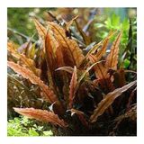 Akvaryum Bitkileri Cryptocoryne Wendtii Brown Saksı Canlı Bitki Akvaryumlar İçin Ön ve Orta Plan Bitkisi