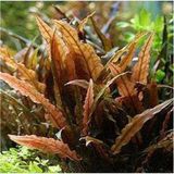 Akvaryum Bitkileri Cryptocoryne Wendtii Brown Saksı Canlı Bitki - Çok Renkli