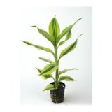 Akvaryum Bitkileri Dracaena Variegatus Saksı Canlı Bitki
