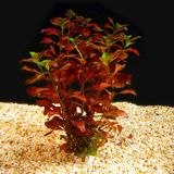Akvaryum Bitkileri Ludwegia Repens 'Rubin' 1 Bağ Akvaryum Bitkisi 5 Kök Kolay Bakım ve Hızlı Gelişim Özellikleri