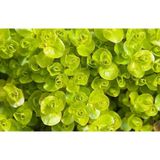 Akvaryum Bitkileri Lysimachia Nummularia Greenlysimachia Nummularia (Kokulu) 1 Bağ Akvaryum Bitkisi 5 Kök Düşük Işık Toleransı ile Uygun