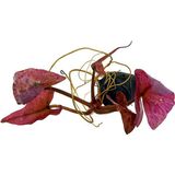 Akvaryum Bitkileri Nymphaea rubra Bulb Lotus Soğanı Canlı Bitki - Kırmızı Renkli Özel Özellikler ile