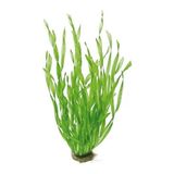 Akvaryum Bitkileri Vallisneria Contortionist Canlı Bitki Akvaryum İçin Uzun Yapraklı Kolay Yetiştirilebilir
