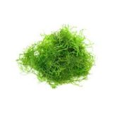 Akvaryum Bitkileri Vesicularia Dubyana Java Moss Tele Sarılı Canlı Bitki 5 cm Uzunlukta