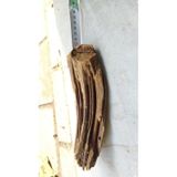 Akvaryum Dekoru Mango Kökü Mangrov 15-22 CM