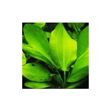 Akvaryum Echinodorus Cordifolius Saksı Canlı Bitki