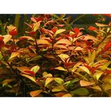 Akvaryumbitkileri Ludwigia Repens 1 Bağ Akvaryum Bitkisi 5 Kök