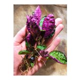 Akvaryumhane Hemigraphis Alternata 2-3 Kök Özel Tür Mor Akvaryum,Paludaryum Canlı Bitki, Akvaryum Bitkisi