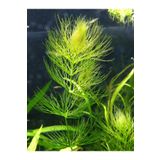 Akvaryumhane Tilki Kuyruğu 1 Buket Kusursuz Form (ceratophylum Demersum) Canlı Akvaryum Bitkisi