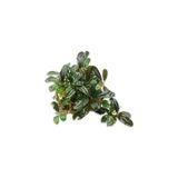 Al-Kar Ticaret Bucephalandra Brownie Blue Saksı Canlı Bitki - Option-1