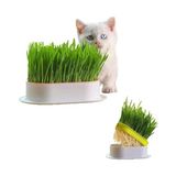 Al-Kar Ticaret Özel Plastik Kâseli 0 Doğal Fileli Kedi Çimi (Tüy Yumağı Önleyici) - Option-1
