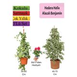 Alacalı Beyaz Benjamin Bitkisi+ Hedera Helix Sarmaşığı+ Gül Fidanı