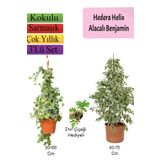 Alacalı Beyaz Benjamin Bitkisi+ Hedera Helix Sarmaşığı+ Itır Çiçeği