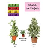 Alacalı Beyaz Benjamin Bitkisi+ Hedera Helix Sarmaşığı+ Tül Çiçeği