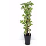 Alacalı Büyük Yapraklı Duvar Sarmaşığı Hedera helix Variegata, 40-60 cm, Saksıda