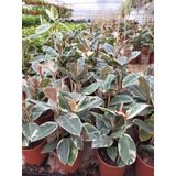 Alacalı Ficus Elestica Kaucuk Çiçeği