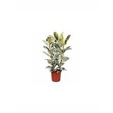 Alacalı Kauçuk Çiçeği Fidanı 80Cm-100Cm