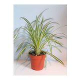 Alacalı Kurdele Çiçeği 1 Adet 20-30Cm Salon Çiçeği, SRD02102024NA70