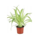 Alacalı Kurdele Çiçeği 15-25 Cm