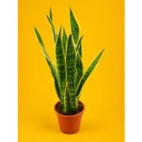 ALACALI PAŞA KILICI SANSEVİERİA - BÜYÜK BOY 50-60 CM