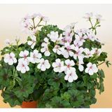 Alacalı Pembe Sakız Sardunya Fidanı 10-20 Cm