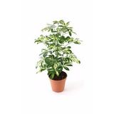 Alacalı Şeflera Çiçeği Fidanı 100Cm-120Cm