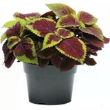 Alacalı Yaprak Güzeli Çiçeği 3 Adet Saksıda Kolyos Coleus 10-20 Cm