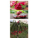 Alanya Fidan 2 Âdet Ejder Meyvesi Fidanı 50 Cm Köklü Saksısız Açık Kök (pitaya)