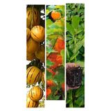 Alanya Fidan 4 Âdet Altın Çilek- 4 Âdet Pepino Fidesi