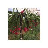 Alanya Fidan Ejder Meyvesi Fidanı Pitaya 70-80 Cm Boyunda