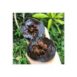 Alanya Tropikal Tüplü Nadir Çikolata Meyvesi Black Sapote Ağacı Fidanı(80 120 Cm)