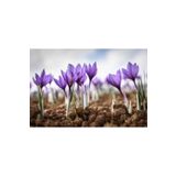 Alanyatropikal Iran Safran Çiçeği Soğanı 10 Adet Orjinal Mis Kokulu Soğan Ev Bahçe Için Ideal 4512445485250