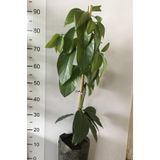 Alata Fidan Tüplü Aşılı Zutano Avokado Fidanı