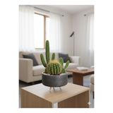Alba Home Decor Dekoratif ahşap Ayaklı sukulent kaktüs arajman saksı