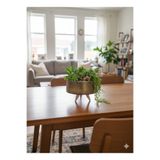 Alba Home Decor Dekoratif sukulent kaktüs arajman saksı