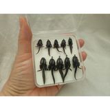 Aldos Sport Fishing Alabalık Kefal Için Fly Sinek Kurbağa Iğne Seti Kutulu 10'lu - Standart