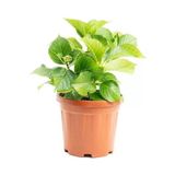 Alev Kırmızı Ortanca Çiçeği Fidanı Saksılı 1 Adet 15-25 Cm