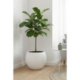 Alezy Küre Model Dekoratif Modern Saksı 7,5 Lt - Beyaz