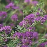 Alfalfa Üç Yapraklı Yonca Çiçeği 200 Adet Tohum
