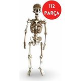Algwood Ahşap Insan Iskeleti Maketi Anatomik 3D Puzzle Hobi Seti 112 Parça TR Menşeli Detaylı Model