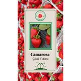 ALİOĞLU 1 Adet Camarosa Çilek Fidesi Açık Kök Ve Taze Söküm (frigo)